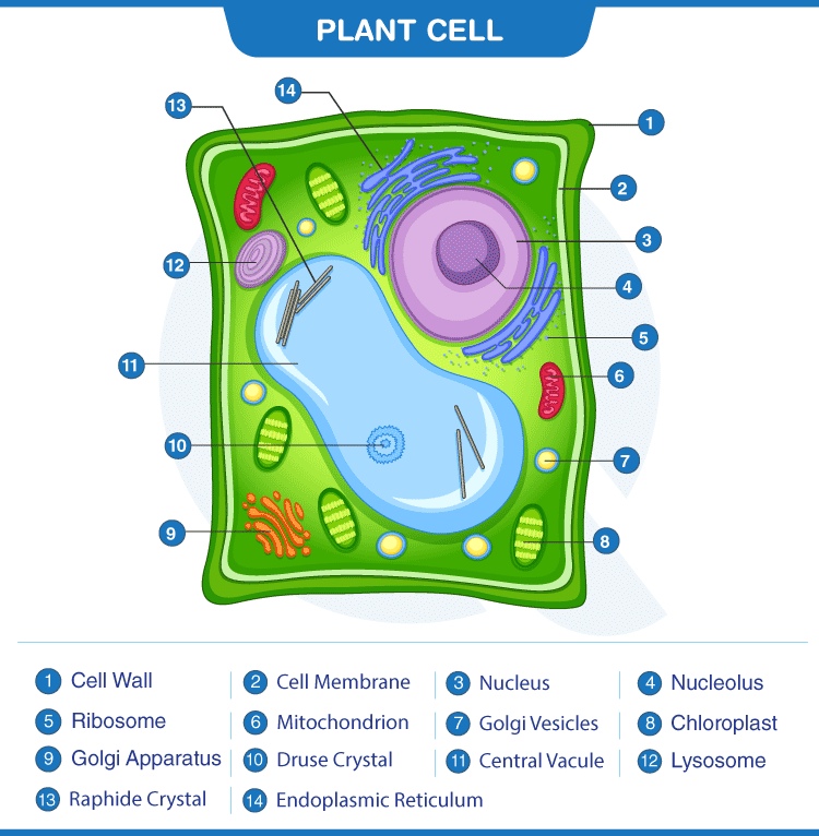 Plant Cells - Definition, Diagram, Structure & Function - inqsite.com